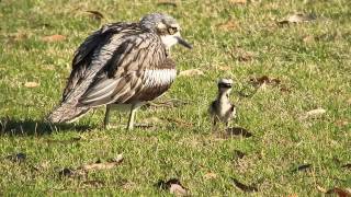 Bushstone Curlews at Rocklea [upl. by Kcarb471]