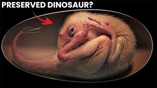 Perfectly Preserved Dinosaur Embryo Found In China baby yingliang [upl. by Aseeram50]