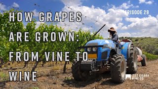 Episode 29 How Grapes Are Grown From Vine to Wine [upl. by Enovaj]