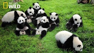 Life of Rare Panda – National Geographic And Wildlife Animal Documentary [upl. by Ahsotan]