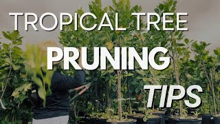 How to Prune Your Tropical Trees  Everglades Farm Pruning Tips 🌳✂️ [upl. by Sutherlan]