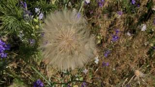 Western Salsify Tragopogon dubius [upl. by Lesli176]