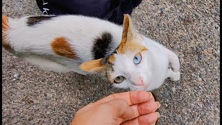 This is my neighbor  calico cat with heterochromia She has gorgeous twotone eyes [upl. by Naujed]