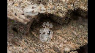 Plataannetwants Corythucha ciliata [upl. by Gayler11]