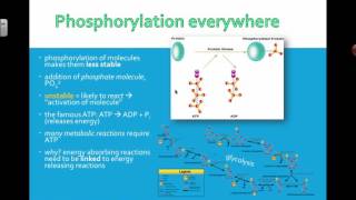 Introduction to Oxidative Phosphorylation [upl. by Yona]