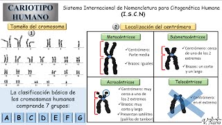 Cariotipo Humano 3 Clasificación de los cromosomas [upl. by Etta]