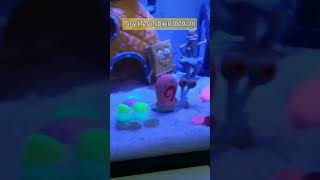 Tiny Life in Bikini Bottom spongebob bikinibottom tinylife aquarium uniqueshorts [upl. by Abeu]