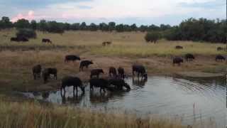 Massive Croc VS 1Ton Buffalo  EPIC FOOTAGE [upl. by Silin]