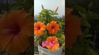 Flower 🌺🌺 Jaba 👍👍assam assamese shorts subscribe [upl. by Htbazile]