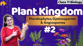 Plant Kingdom Class 11 Biology NCERT Chapter 3 2 CBSE  Pteridophyta  Gymnosperms amp Angiosperms [upl. by Yroggerg]