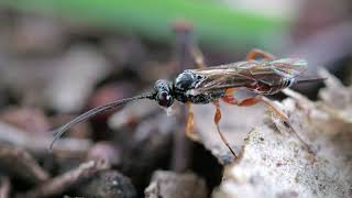 Parasitoid wasp macro  Panasonic G9 Mark II 1080p [upl. by Leira953]