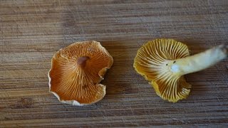 Chanterelle vs False Chanterelle [upl. by Coleman]