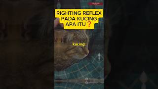 RIGHTING REFLEX ❗APA Itu❓ [upl. by Aurie]