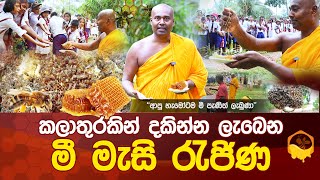 කලාතුරකින් දකින්න ලැබෙන quotමී මැසි රැජිණquot  ආපු හැමෝටම මී පැණිත් ලැබුණා umandawa [upl. by Granville]