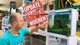 Update  Das Nano Aquarium nach der Einfahrphase  Einrichtung Teil 7 [upl. by Bleier220]