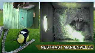 Nestkast Marienvelde 2024 Kat vernielt nest [upl. by Idissac]