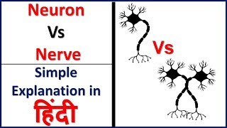 Neuron Vs Nerves simple explanation in Hindi  Bhushan Science [upl. by Takeshi10]