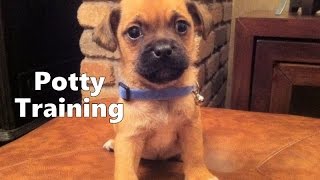 How To Potty Train A Jug Puppy  Jug House Training Tips  Housebreaking Jug Puppies Fast amp Easy [upl. by Haase]