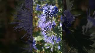 КАРИОПТЕРИС🌸CARYOPTERIS🐝BARBULA☀️30092024 [upl. by Feenah]