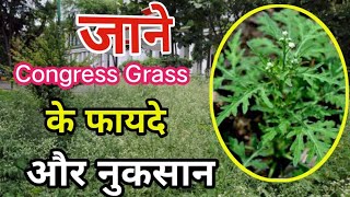 Congress grass या गाजर घास के फायदे।। organic farming [upl. by Tut]