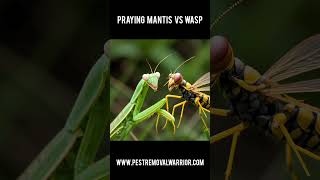 Praying Mantis Vs Wasp prayingmantisofinstagram prayingmantis mantis wasp wasps [upl. by Attecnoc]