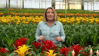 Kents Bromeliads  How To Care for Bromeliads [upl. by Euqitsym]