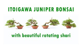 Itoigawa Juniper Bonsai with Beautiful Rotating Shari  Plantarea [upl. by Season]