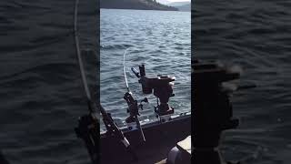 Love me some spring Rainbow Trout fishing  Okanagan Lake BC Canada fishing trout okanagan [upl. by Lapo]