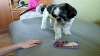 Tresura Shihtzu  Dog training Shihtzu Part1 [upl. by Un]