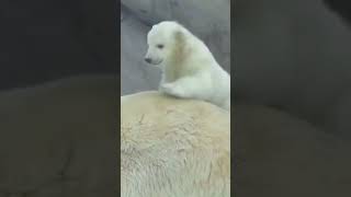 Adorable polar bears cubs 🐻‍❄️🐻‍❄️🤍🤍 shorts motivation [upl. by Erret864]