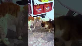 Hcatcatlover fumny fumnyvideos foryou fypage fyp fumnycatcats [upl. by Nimocks439]