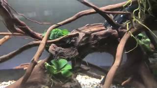 Killifish rescape and shrimp tank set up [upl. by Otreblig]