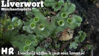 LIVERWORT  marchantiophyta  building a terrarium Add some liverwort and watch it grow [upl. by Ailiec]