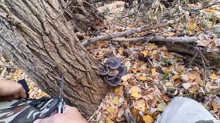 Foraging oyster mushrooms [upl. by Annawd412]