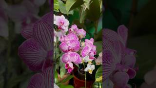 Phalenopsis Orchid Bloomings in my green room 💚💘🌸🌿 orchid orchids orchidea flowers purple [upl. by Perron]