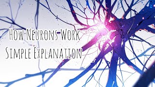 How Neurons Work Inside the Human Central Nervous System Simple Explanation [upl. by Togram]