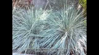 Helictotrichon sempervirens  Blue Oat Grass [upl. by Hembree]