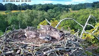 Poole Harbour Osprey Nest Camera CJ7 intercepting a Corvid [upl. by Athalie147]