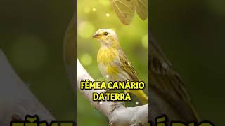 FÊMEA DE CANÁRIO DA TERRA CHAMANDO femeadecanario canariodaterra esquentacanario [upl. by Leirol]