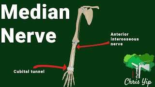 Median nerve anatomy animated [upl. by Siroled]