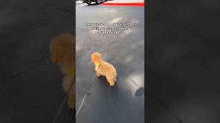 Dog’s Reaction to Fake Gunshots is Hilarious [upl. by Geesey279]