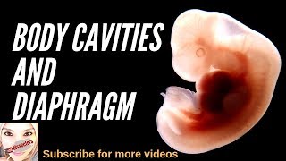 Special embryology  Body cavities and diaphragm [upl. by Ohl]