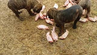 Svezzamento Cuccioli Cane Corso Rustico Weaning Of Rustic Cane Corso Puppies In Natural Environment [upl. by Ettevy]