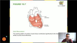 Anatomía y fisiología del corazón humano [upl. by Ahseuqram]