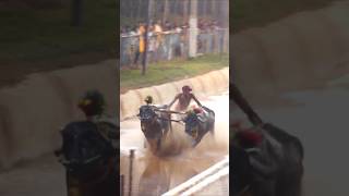 Pathila Hosamane kambala race shorts speed trending india latest sports shortsfeed kannada [upl. by Josefina]