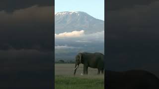 Mount Kilimanjaro Tanzania  African Continent Highest Peak [upl. by Janos364]