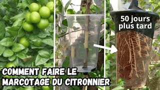 Comment obtenir un Citronnier Nain marcotage du citronnier [upl. by Daraj]