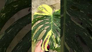 HUGE Rare Monstera Thai Constellation Live Plant [upl. by Ehtnax926]