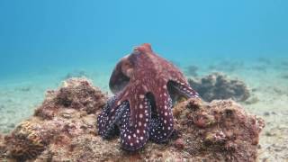 Octopus changes color and texture  Eilat [upl. by Leahicm]