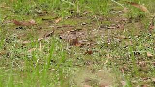 Willie Wagtail Hervey Bay Qld [upl. by Nemhauser298]